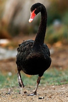 Photo:  Black Swan 03